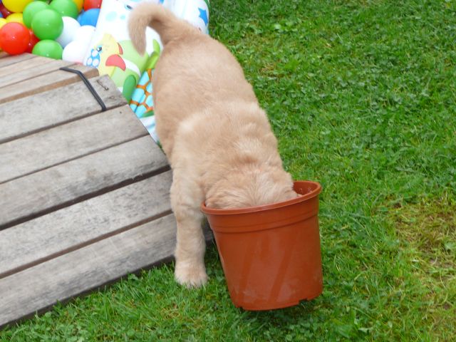 Umtopfen zum 3.